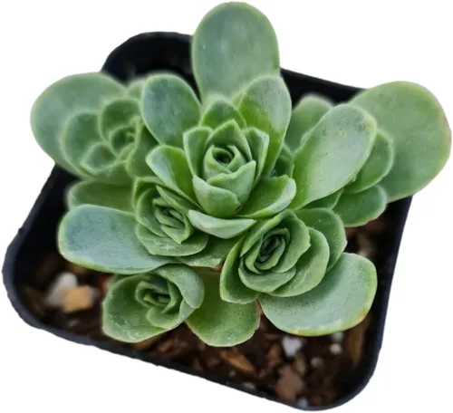 Miniatura 9 de Plantas de cactus suculentas vivas raras (maceta Monanthes polyphylla)