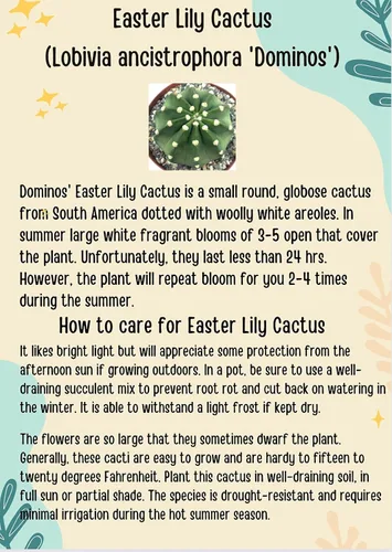 Miniatura 4 de Cactus de lirio de Pascua de 8 pulgadas, Echinopsis Subdenudata, totalmente enraizado, resistente y tolerante a la sequía, fácil de cultivar