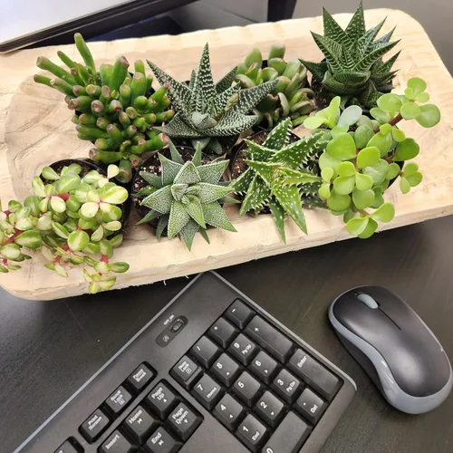 Miniatura 2 de Altman Plants, Plantas suculentas surtidas vivas para el hogar (4 paquetes), plantas suculentas para oficina y hogar, plantas vivas para interiores