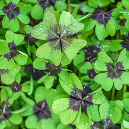 Bulbos de trébol de hoja de la suerte para plantar, cultivar flores de oxalis de cruz de hierro, obtén la suerte de los irlandeses (10 bombillas)