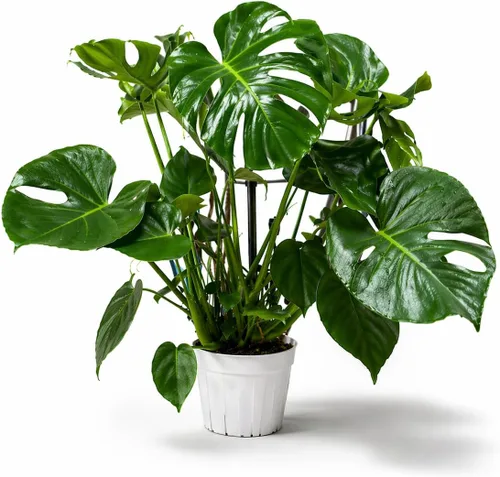 Miniatura 19 de Agloanema Garnet House Plant, Chinese Evergreen Live Plant for Indoor Spaces, Colorful Aglaonema Live Plant, Feng Shui Plants Live Houseplants for