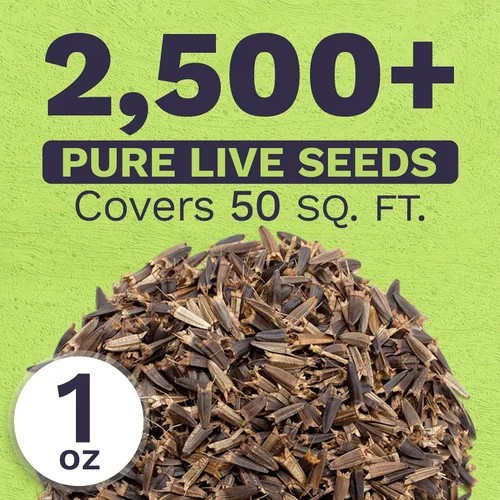 Miniatura 3 de Semillas de girasol mexicano - Paquete extra grande - Más de 2,500 semillas de flores silvestres polinizadas abiertas sin OMG - Tithonia rotundifolia