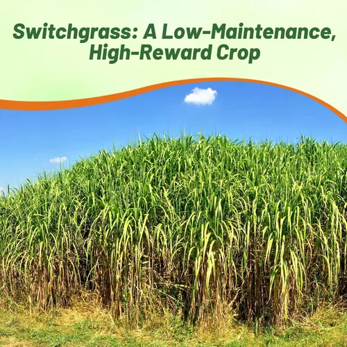 Miniatura 6 de Outsidepride Semilla de Switchgrass - 1 lb. Hierba nativa perenne, resistente a la sequía y las inundaciones, semilla de césped ideal para céspedes