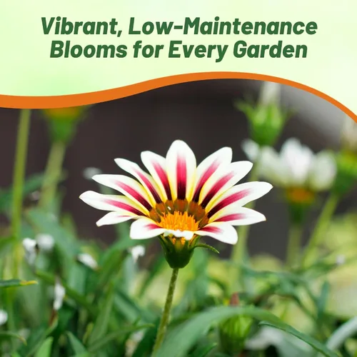Miniatura 5 de Outsidepride Kiss White Frosty Flame Gazania Semillas para plantar, 25 piezas de semillas perennes, de bajo mantenimiento, tolerantes a la sequía