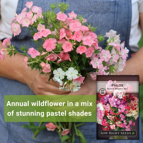 Miniatura 3 de Sow Right Seeds - Pastel Shades - Semillas de Phlox mixtas para plantar - Hermosas flores para plantar en tu jardín polinizador doméstico - Semillas