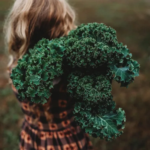 Miniatura 2 de Dwarf Siberian Kale - 100 semillas - Variedad tradicional y polinizada abierta, semillas de verduras y hojas verdes sin OMG para plantar