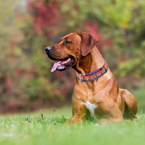 Miniatura 2 de Collar Martingale para perros, ajustable, de nailon suave, con diseño de bosque, para perros pequeños, medianos y grandes, collar de entrenamiento 3