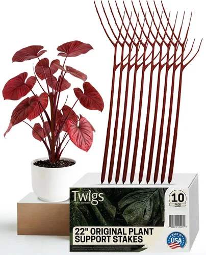 Miniatura 7 de Twigs GA - Estacas de soporte para plantas para uso en interiores y exteriores, alternativa duradera de enrejado para plantas trepadoras
