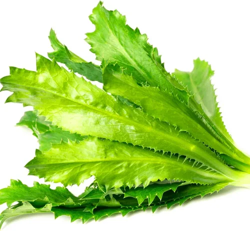 KVITER 500 semillas de culantro (Eryngium Foetidum) – Semillas de Culantro/Semillas de cilantro mexicano/Recao/Chadon Beni Semillas de reliquia sin