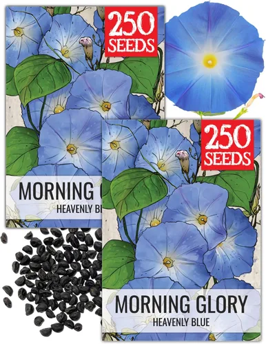 Miniatura 4 de Seed Needs Milky Way Morning Glory - Semillas para plantar enredaderas con flores, reliquia y escaladores polinizados abiertos para crear una cerca
