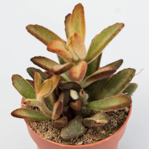 Miniatura 5 de Planta de Kalanchoe viva, planta viva de Madre de miles en maceta de 2 pulgadas, planta suculenta rara de interior (Kalanchoe de chocolate)