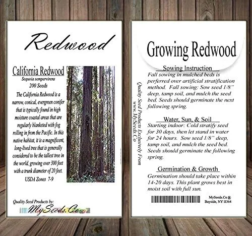 Miniatura 6 de Big Pack Landscape Seeds - Semillas de árbol de secoya de California - Sequoia sempervirens por MySeeds.Co (paquete grande California Redwood)