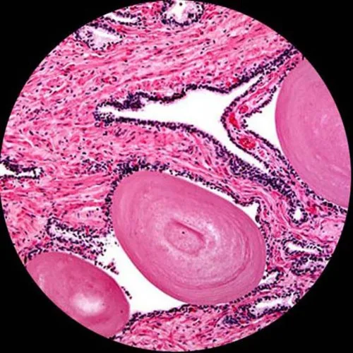 Miniatura 7 de AmScope Microscopio LED compuesto biológico T360B-M 40X-2000X + cámara digital de 1.3MP