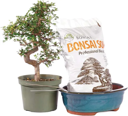Miniatura 15 de Brussel's Bonsai Árbol bonsái de olmo chino vivo, al aire libre, paquete de 2 – pequeño, 5 años de edad, 6 a 8 pulgadas de alto – incluye macetas