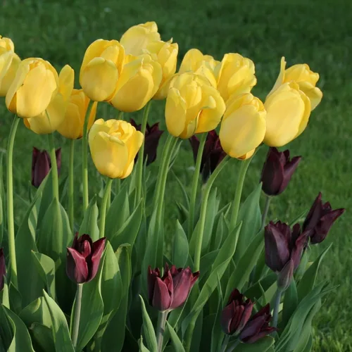 Miniatura 5 de Bulbos de floración de primavera de tulipán perenne amarillo dorado gigante (6)