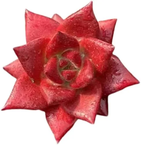 Echeveria Rubin – Suculenta viva – Maceta de 2.5 pulgadas – Tolerante a la sequía, bajo mantenimiento, ideal para interiores y exteriores,