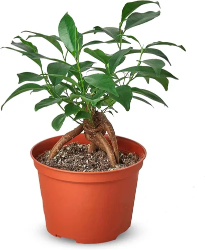 Miniatura 27 de Planta de serpiente Laurentii Sansevieria Trifasciata Planta viva para interior Diferentes plantas de interior en maceta de 4 y 6 pulgadas