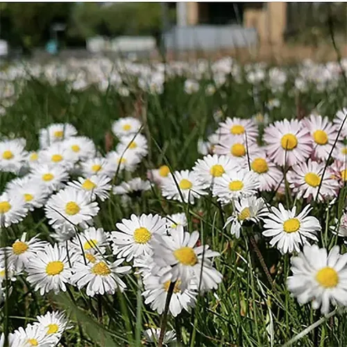 Miniatura 3 de Semilla de césped que florece sin siega - !/4 libras