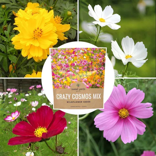 Miniatura 9 de Cosmos Seeds Mezcla de flores silvestres, paquete a granel de 1 onza, más de 5,000 semillas, especies mixtas de rosa, amarillo, naranja, rojo