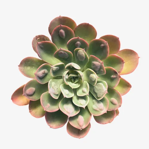 Miniatura 20 de Blissful Echeveria Alpen Glow 4" Pot Live Succulent Pink Purple Rosette Plant Easy 2 Grow, Perfect for Wedding, Party Favor and Succulent