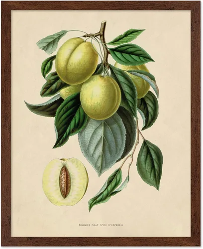 Miniatura 32 de Poster Master Póster Vintage de Plantas Cultivadas - Impresión Botánica Retro - Arte de Flores - Arte de Plantas - Regalo para Hombres y Mujeres