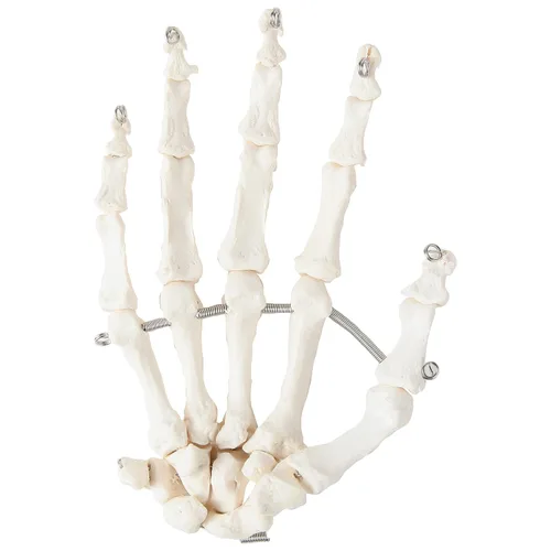 Miniatura 5 de Axis Scientific Mano esquelética Derecha Esqueleto de mano flexible totalmente articulado está asegurado con alambre de calidad para demostrar