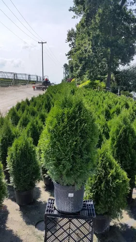 Miniatura 6 de Planta viva Green Promise Farms, Thuja occidentalis 'Smargd' Emerald Green Arborvitae #3 Contenedor de tamaño Evergreen