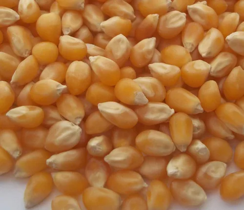 Miniatura 2 de 50 granos de maíz pop - Zea mays everta (cultivados orgánicamente)