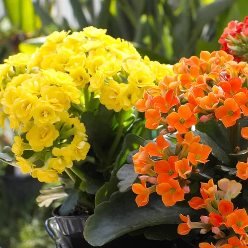 Miniatura 2 de Florist Kalanchoe Plantas suculentas vivas (paquete de 3), suculentas Katy en llamas, fácil cuidado de las plantas, aprox. 7 pulgadas de alto