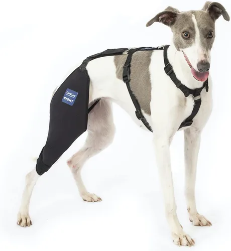 Miniatura 11 de Rodillera para perro con arnés y cinturón de conexión, ligera y elástica, soporte para pierna trasera desgarrada del ligamento cruzado anterior