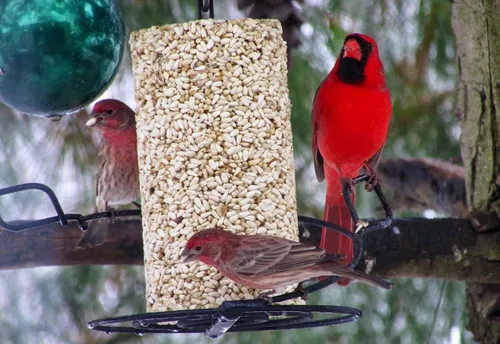 Miniatura 2 de Mr. Bird Cilindro de semillas de aves silvestres Safflower Feast de 28 onzas Alimento para aves silvestres para aves al aire libre Alimentación