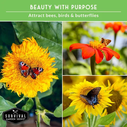 Miniatura 5 de Colección de semillas de girasol para plantar Paquete variado de 6 – Belleza otoñal, negro ruso, cereza de chocolate, oro solar, reina limón