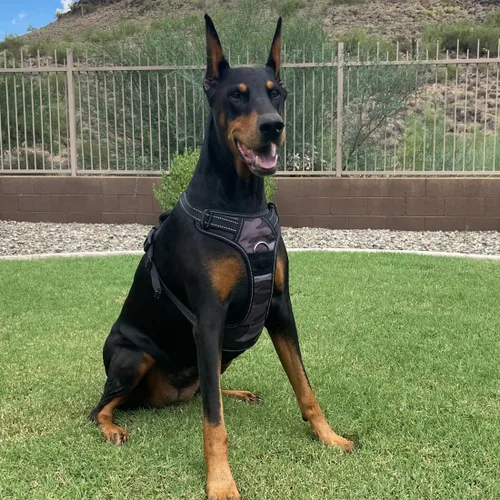 Miniatura 7 de 4Knines Arnés para perro sin tirones para perros grandes, arnés reflectante ajustable con clips de correa delanteros y traseros, duradero, fácil