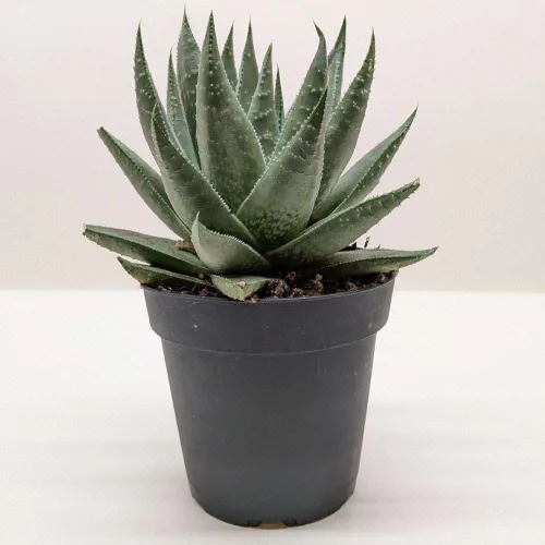 Miniatura 17 de Suculenta Crassula Jade Planta viva para interior Diferentes plantas de interior en maceta de 4 y 6 pulgadas Planta de casa real para sala