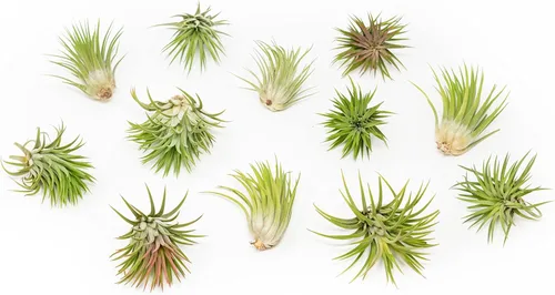 Paquete de 25 plantas de aire grandes Ionantha Rubra surtidas, plantas suculentas vivas para el hogar, a granel, decoración para el hogar y el