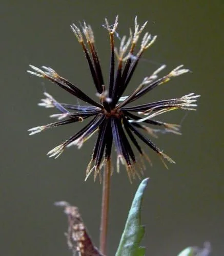 Miniatura 3 de Bidens alba, Aguja Española, 100 semillas, Comestibles y atrae mariposas y abejas