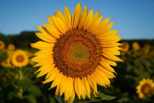 Miniatura 6 de 500 semillas de girasol mixtas para plantar, semillas de girasol tradicionales sin OMG de alta calidad para plantar en jardines y paisajismo, mejora