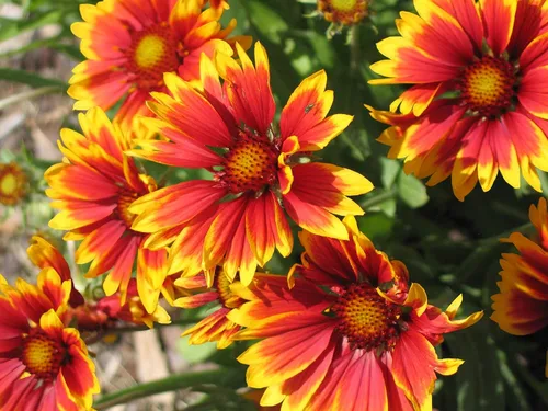 Miniatura 3 de Gaillardia - Manta de semillas de flores, 50 unidades de la marca COOL BEANS N SPROUTS