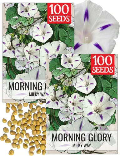 Miniatura 18 de Seed Needs Milky Way Morning Glory - Semillas para plantar enredaderas con flores, reliquia y escaladores polinizados abiertos para crear una cerca