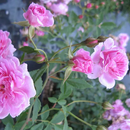 Miniatura 4 de Caldwell Pink Rose Bush - Raíz antigua reliquia propia - Rosa Hybrid - Planta viva - Flor doble perpetua fragante - Emerald Goddess Gardens