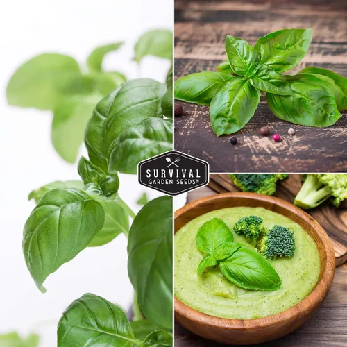 Miniatura 4 de Survival Garden Seeds - Semilla de albahaca de hoja grande para plantar - Paquete con instrucciones para plantar y cultivar plantas de albahaca