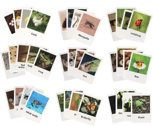 Miniatura 7 de Figuras del Ciclo de Vida de Animales Montessori con Tarjetas Flash, Juguetes de Figuritas de Animales Realistas, Juego Educativo de Emparejamiento