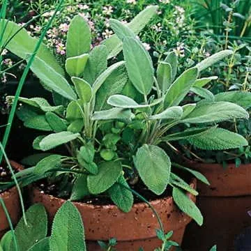 Miniatura 4 de Park Seed Semillas de plantas de hierbas de salvia, fáciles de cultivar, variedad de colores, jardín de primavera, ruso de acero azul, paquete de 10