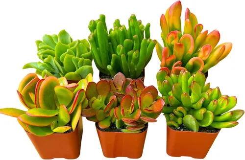 Miniatura 7 de Plantas suculentas vivas Jade Plant 2" Paquete de 3 colección sorpresa, colección inicial de plantas vivas de jade, plantas suculentas vivas