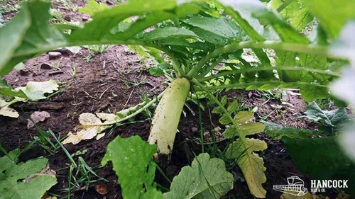 Miniatura 4 de Hancock Seed Co. Semillas de rábano Daikon, 50 libras.