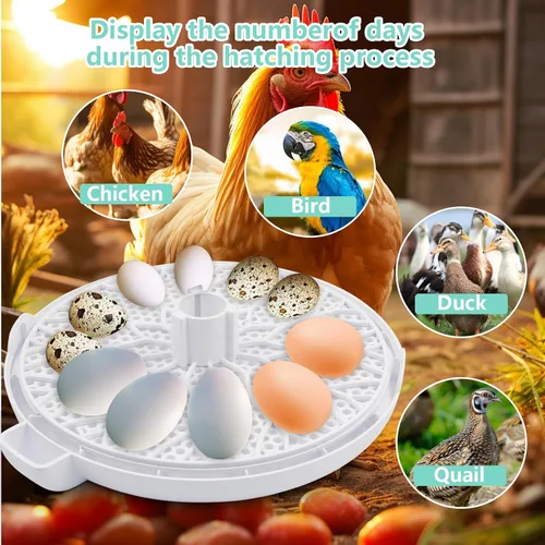 Miniatura 6 de Incubadora de huevos para incubar pollos, capacidad para 12 huevos, girador automático de huevos con temperatura, pantalla de humedad, vela