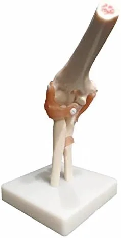Miniatura 4 de BoNew Modelo anatómico de la articulación del codo de tamaño real Esqueleto - Anatomía médica humana