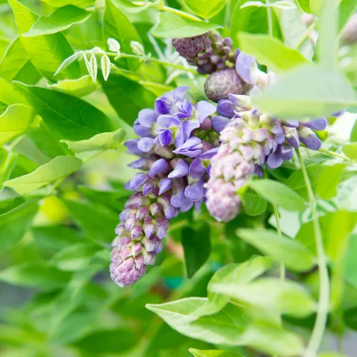 Miniatura 4 de Perfect Plants Enredadera de glicina colgante amatista 1 galón Arbusto vivo para plantación al aire libre Enredaderas de rápido crecimiento