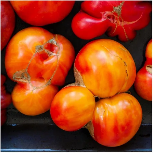 everwilde explotaciones – Orgánico reliquia de Old German Tomate Semillas – El oro Vault Packet