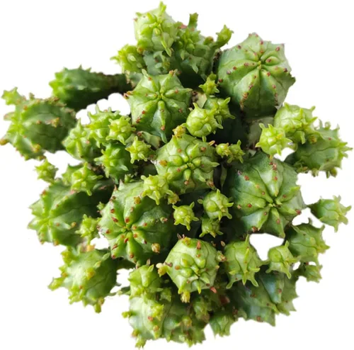 Miniatura 18 de Titanopsis Calcarea de hoja de hormigón de 2 pulgadas, suculenta saludable, rara e inusual, viva de fácil cuidado, planta interior de casa, Piedras